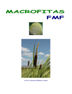 el filtro de macrofitas en flotación