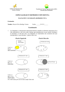 palpación y ecografía reproductiva