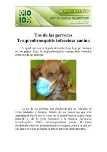 Tos de las perreras Traqueobronquitis infecciosa canina