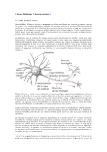 sistema nervioso 2
