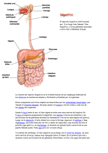 El Aparato Digestivo está formado por: 1) un largo tubo llamado