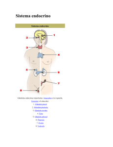 Sistema endocrino Sistema endocrino Glándulas endocrinas