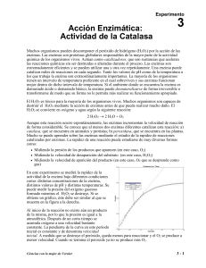 Acción enzimática: Actividad de la Catalasa Exp 3