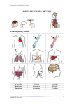 partes del cuerpo: organos