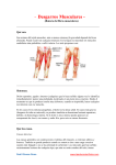 Desgarros Musculares - LaEducaciónFísica.Com