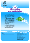 Microbio infeccioso Enfermedad Bacteria Meningitis bacteriana, Cla