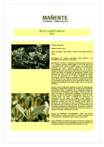 BUXUS SERPEVIRENS BOJ Familia: Buxaceae Nombre común