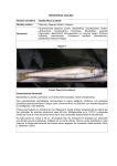 Basilichthys australis - Ministerio del Medio Ambiente