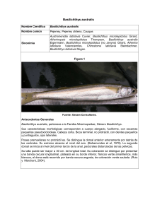 Basilichthys australis - Ministerio del Medio Ambiente