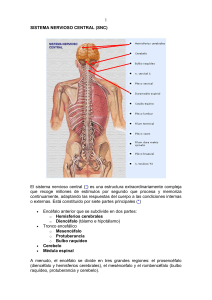 Sistema Nerviocos Central