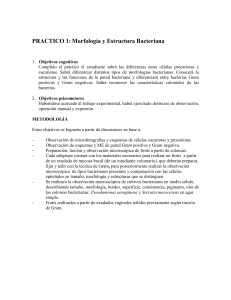 Morfología y estructura