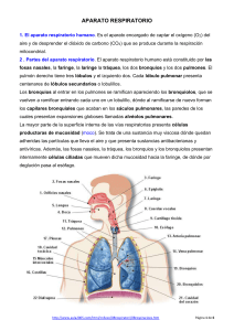 APARATO RESPIRATORIO 1. El aparato respiratorio humano. Es el