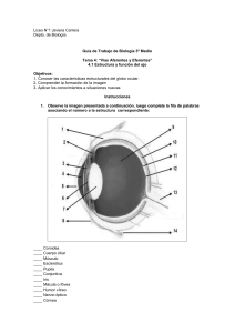 La visión - ojo - vías aferentes y eferentes