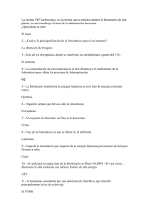 1 - PhotosynthesisWORK