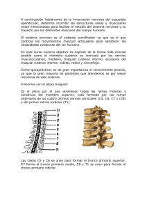 A continuación habláramos de la innervación nerviosa del