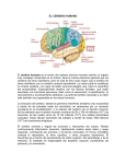 EL CEREBRO HUMANO El cerebro humano es el centro del