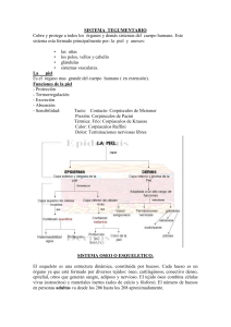 sistema tegumentario