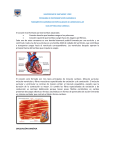 fisiología cardíaca
