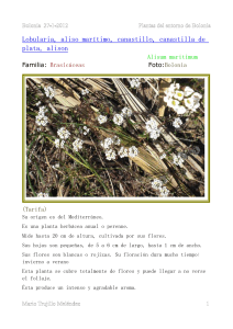 Bolonia 27-1-2012 Plantas del entorno de Bolonia Lobularia, aliso