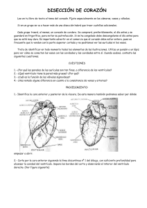 DISECCIÓN DE CORAZÓN