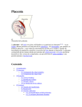 Placenta Ubicación de la placenta. La placenta—del latín torta