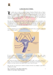 cáncer de útero - Reales Tercios