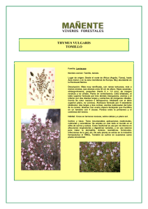 THYMUS VULGARIS TOMILLO Familia: Lamiaceae Nombre común
