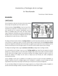 Anatomía y Fisiología de la Laringe Dr. Rivas Alvarado Transcrito
