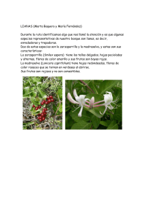 LIANAS - esclavascordoba