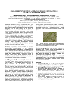 pruebas de biofertilizaci&oacute;n de arroz utilizando un