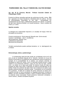 Enfermedades de Tallo y Raíz