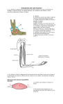 Articulación del codo Humano 11.2.2 Rotule un diagrama de la