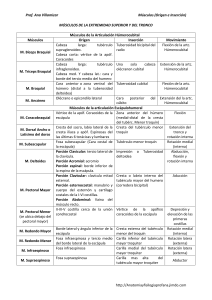 Prof. Ana Villamizar Músculos (Origen e Inserción) Músculos de la