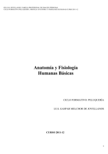 ciclo formativo: peluquería - IES Gaspar Melchor de Jovellanos