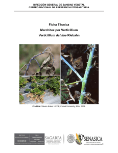 12.-Ficha Verticillium dahliae berries