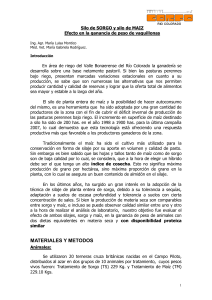 Sorgo vs Maíz - Corfo Río Colorado