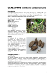 CARDAMOMO (elettaria cardamomum)