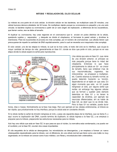 Mitosis y regulacion del ciclo celular