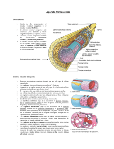 Sistema Circulatorio