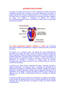 sistema circulatorio