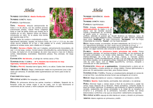 Abelia - plantitas