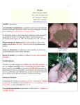 1 KUDZU (Pueraria phaseloides) Dr.C. Aníbal Fernández Mayer