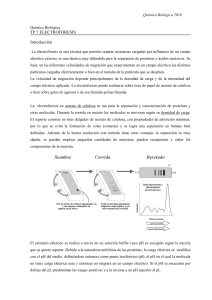Electroforesis en geles de poliacrilamida PAGE