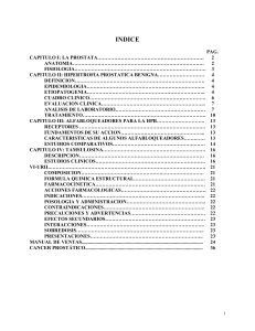 anatomia de la prostata