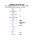 FERMENTACIÓN Y RESPIRACIÓN