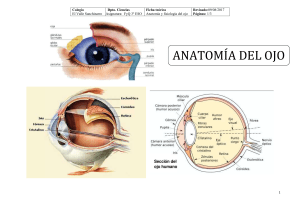 anatomía del ojo - Blog de Ciencias El Valle Sanchinarro