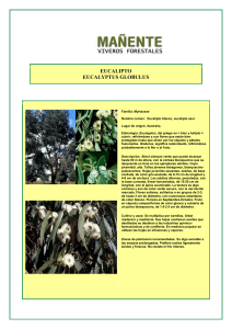EUCALIPTO EUCALYPTUS GLOBULUS Familia: Myrtaceae