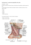 Visión general y anatomía topográfica del cuello INFORMACiÓN