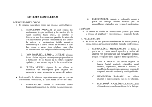 sistema esquelético