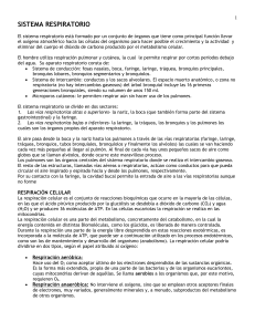 1 SISTEMA RESPIRATORIO El sistema respiratorio está formado
